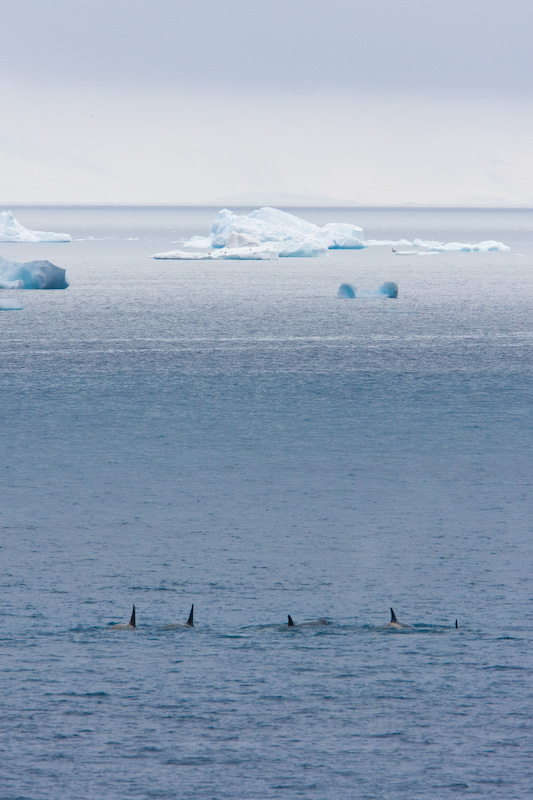 Orca Pod And Icebergs